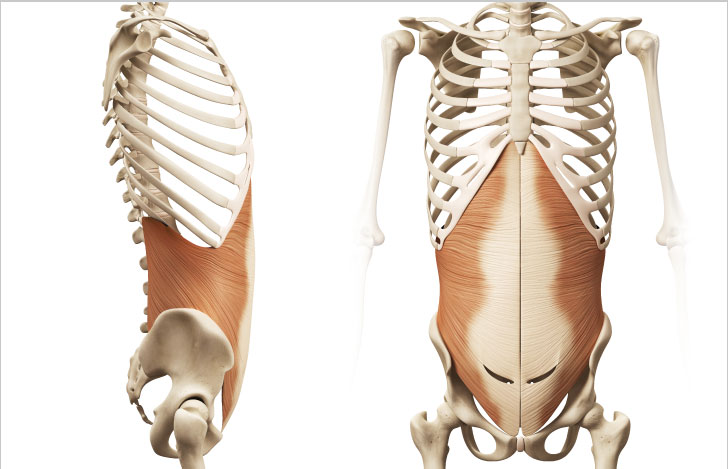 腹横筋の横側と前から見た様子