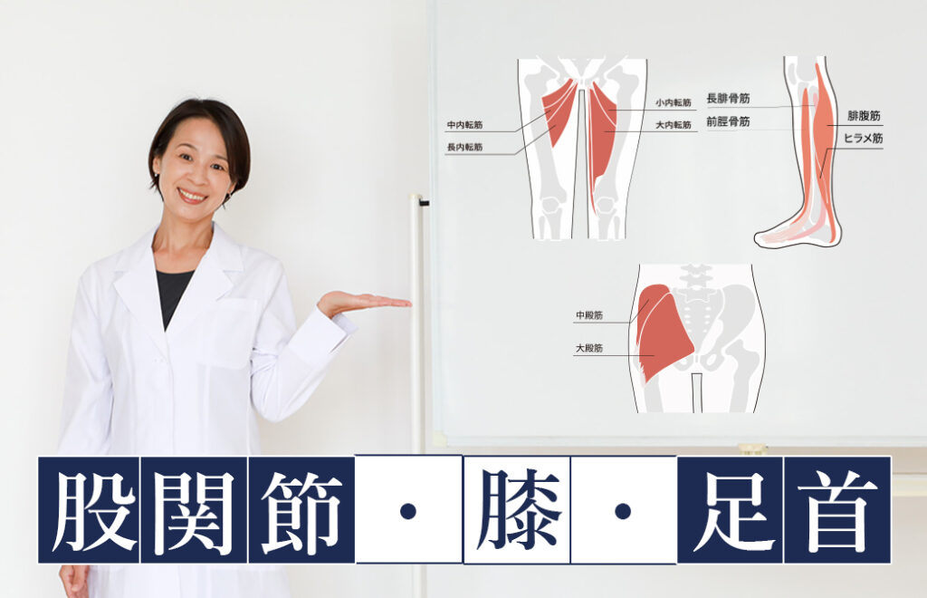 股関節・足首・膝